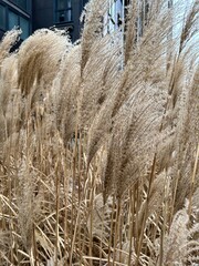 Fototapeta premium pampas grasses, pampas grasses in the yard, pampas grasses in landscape design 