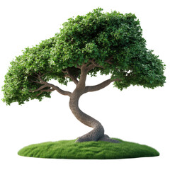A lush green tree with a uniquely curved trunk sits atop a small patch of grass, isolated against a black background.