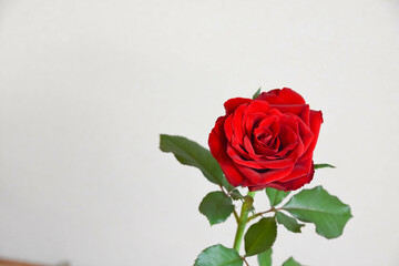 赤い薔薇