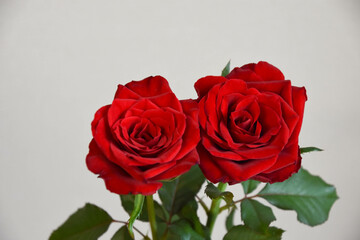 赤い薔薇