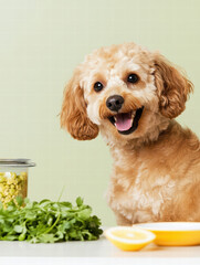 happy dog sitting beside fresh ingredients, ready for meal preparation. cheerful expression and vibrant colors create joyful atmosphere in kitchen
