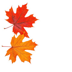 Vibrant autumn leaves in shades of orange and red, showcasing nature's beauty. transparent background