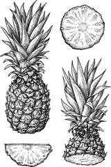 Pineapple ink sketch