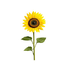 Obraz premium Vibrant Single Sunflower on a White Background Delicate Petals with Bright Yellow Hues Captured in High Detail for Nature and Floral Use
