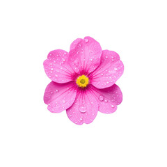 Obraz premium Vibrant Pink Flower with Dew Drops on Petals Against a Solid Background, Perfect for Nature and Floral Theme Designs