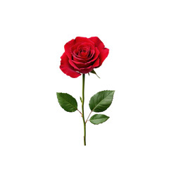 Beautiful Red Rose with Green Leaves on a Stem Isolated on White Background for Romantic, Floral, and Nature-Themed Designs and Illustrations