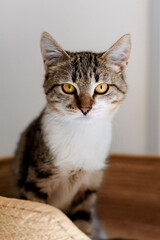 Cat with yellow eyes at home