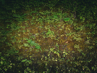 Close-up of a moss-covered ground with small green ferns and plants, creating a natural forest...