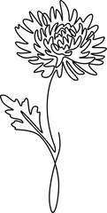 Chrysanthemum Grandiflorum flowers plant elegance continuous line drawing. 