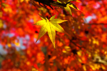 奈良県、天川村、 洞川のモミジ