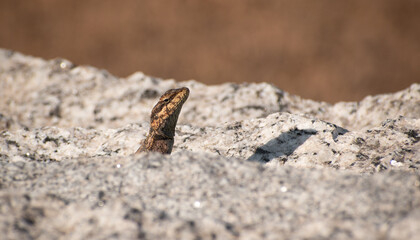 lizard on the stone