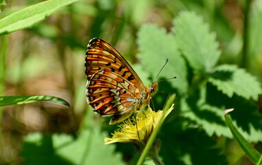 Pearl butterfly
