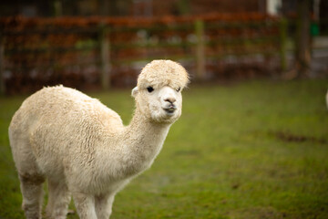 Fototapeta premium The llama on the farm is kept in good conditions.