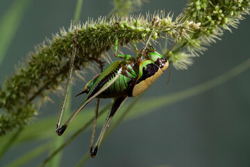 Bright green katydid cricket Eupholidoptera Cavalletta, Eupholidoptera magnifica, Sardegna, Italia, Grasshopper,Sardinia, Italy
