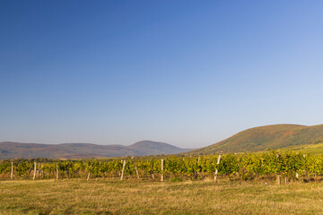 Autumn vineyard near Tokaj town, Tokaj region, Great Plain and North, Hungary