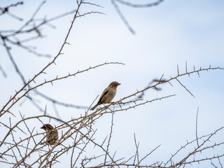 sparrow on a branch