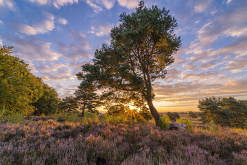 sunrise in the heather