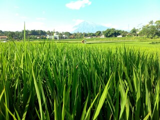 green rice field