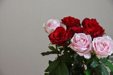 ピンクと赤のばら