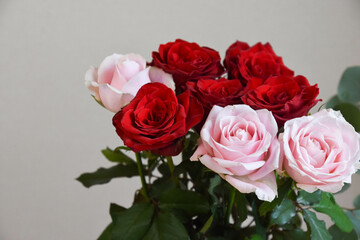 赤とピンクの薔薇
