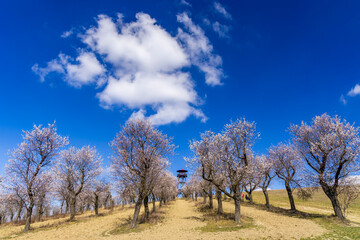 Almond tree orchard in Hustopece, South Moravia, Czech Republic