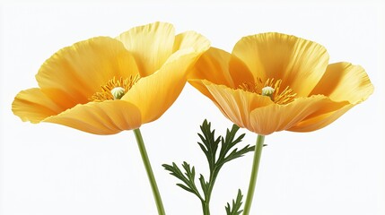 Naklejka premium Two California poppies, close-up, white background, floral design