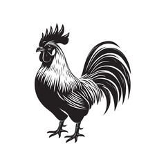 rooster isolated on white background