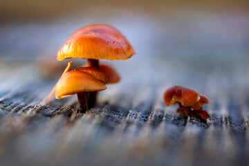 The lovely orange-brown caps of Flammulina velutipes continue fruiting through the winter. Commonly known as Velvet Shank, this is a stump-rotting fungus it also occurs on standing dead wood.