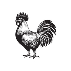 rooster isolated on white background