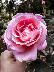 beautiful rose blooming in the garden