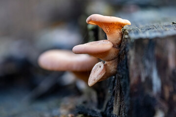 Pholiota Aurivella or other Pholiota sp. mushroom, a species of fungus in the Strophariaceae...