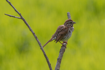 Sparrow on a branch