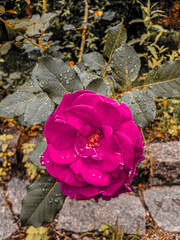 Beautiful rose in the garden