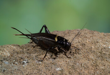 Southern Field Cricket - Gryllus bimaculatus, Sardegna, Italia, Grasshopper,Sardinia, Italy