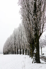 Pappel-Allee