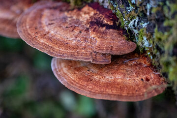 brown bracket fungus that grows on dead hardwoods