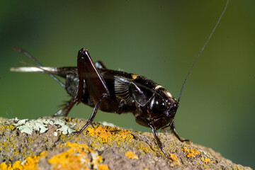 Southern Field Cricket - Gryllus bimaculatus, Sardegna, Italia, Grasshopper,Sardinia, Italy