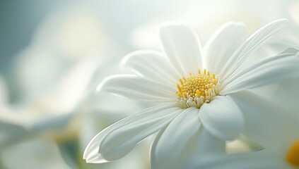 Obraz premium White Flower's Petals: Delicate, Soft, and Serene Macro Photography in Nature's Embrace