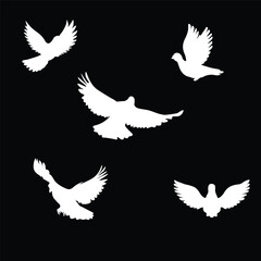 Fototapeta premium Bird silhouette