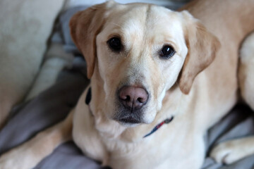 Labrador Retriever dog lying on the bed, selective focus