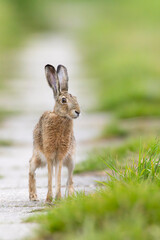 Field hare (Lepus europaeus) in Bird park Kosteliska near Dubnany, Southern Moravia, Czech Republic