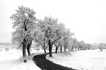 Obstbaum-Allee