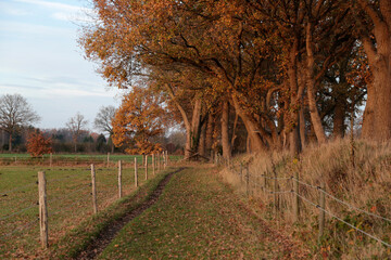 Ein Feldweg, Reiterweg im Herbst in Norddeutschland