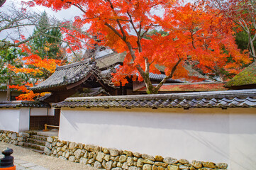 寺院の、瓦屋根、茅葺屋根、土塀、と紅葉したモミジ