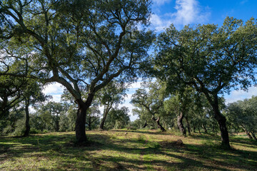 Spring sunlight illuminates a serene Alentejo cork oak forest, showcasing the iconic montado landscape with lush greenery and rustic charm. Perfect for nature and travel themes.
