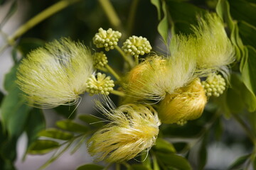 Albizia lebbeck is a species of plant in the family Fabaceae, native to the Indian subcontinent and...