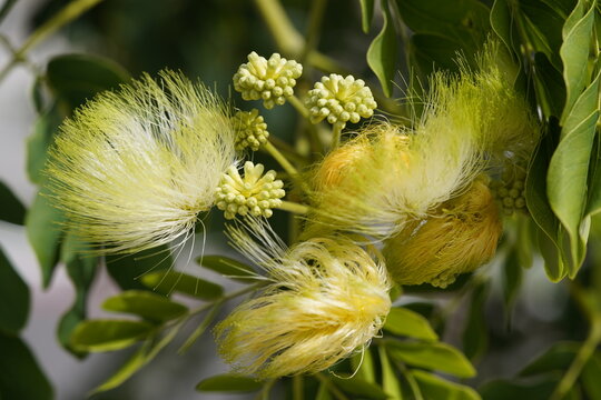 Albizia lebbeck is a species of plant in the family Fabaceae, native to the Indian subcontinent and Myanmar. Fortaleza Cear&aacute;, Brazil.