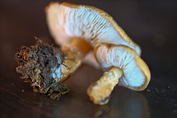 The Earthy Powdercap (Cystoderma amianthinum) is an edible mushroom. Cystodermella cinnabarina powdercap mushroom