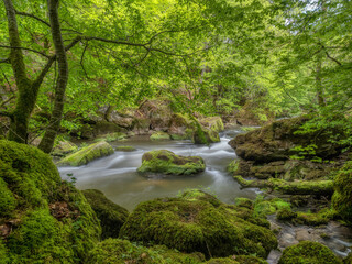 Obraz premium rsmall river in the forest