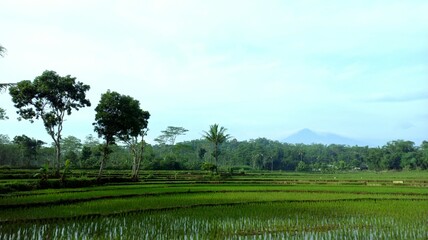 landscape with trees